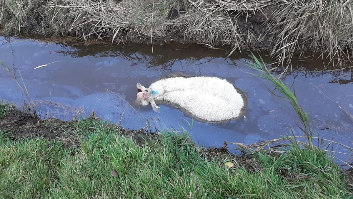Opnieuw slachtpartij bij schapenhouder in Overschild: 'Wist direct hoe laat het was'