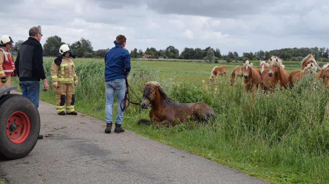 Het in nood verkerende paard werd gered (Rechten: De Vries Media)