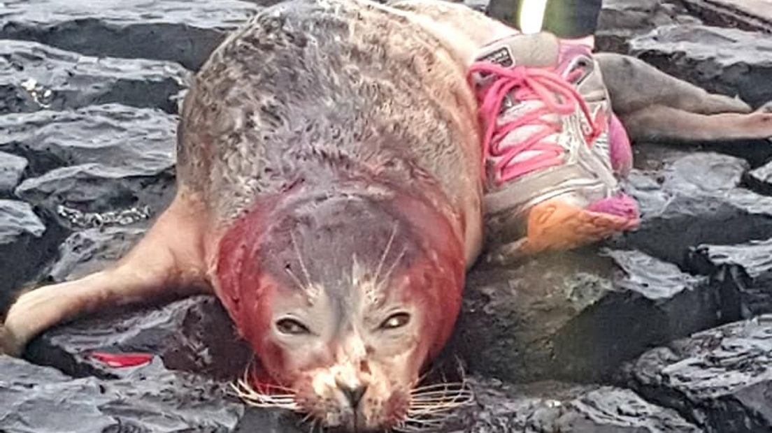De aangevallen zeehond is aan zijn verwondingen overleden.