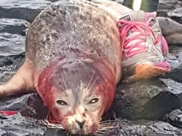 Zeehond doodgebeten op strand Scheveningen: 'Het is zo triest'