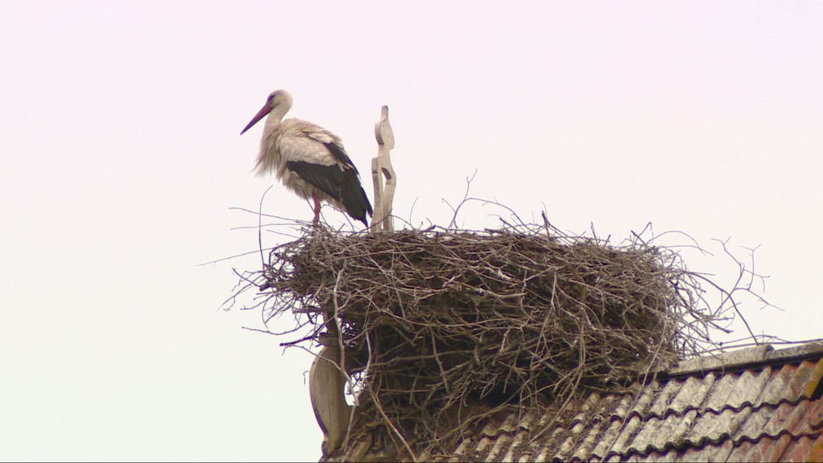 Een ooievaarinvasie in Beetsterzwaag: 