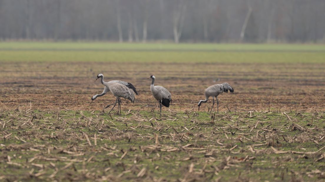 Kraanvogels in een weiland.