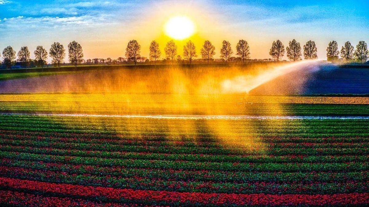 Je hoeft dit jaar niet naar de Keukenhof; deze tulpenvelden vind je in Zeeland