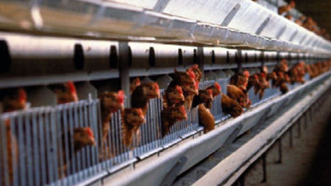 Wakker Dier: geen mega-kippenfarm