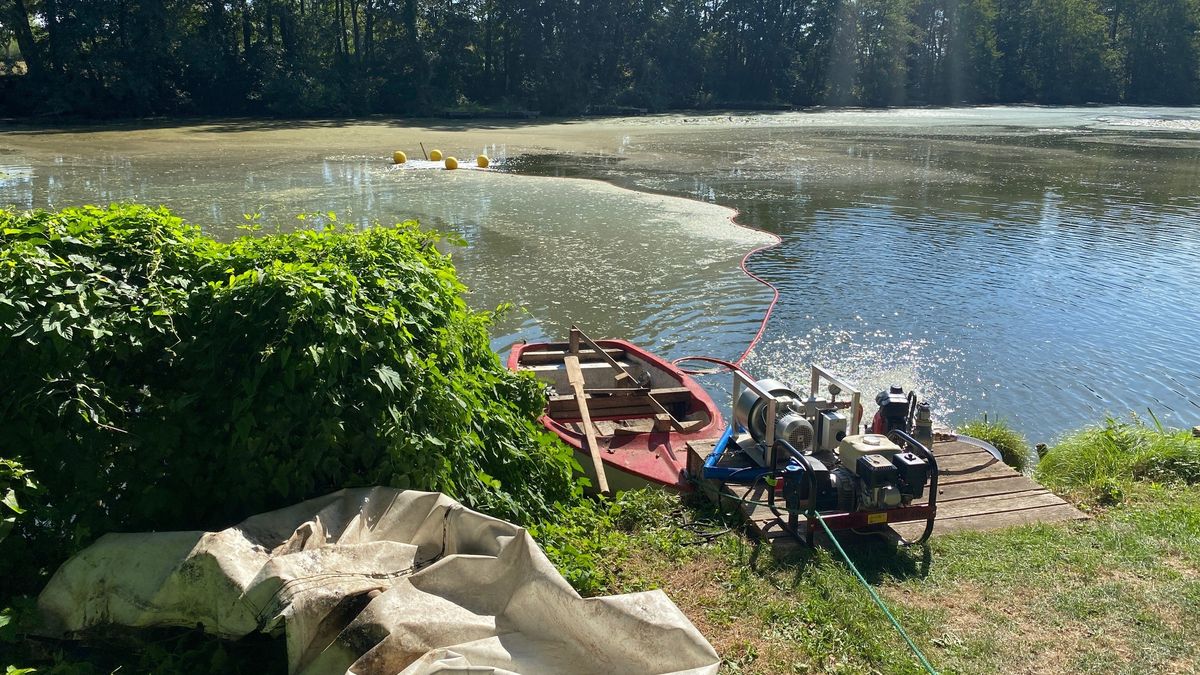 Zuurstofgebrek in vijvers: vissers zetten visambulance in