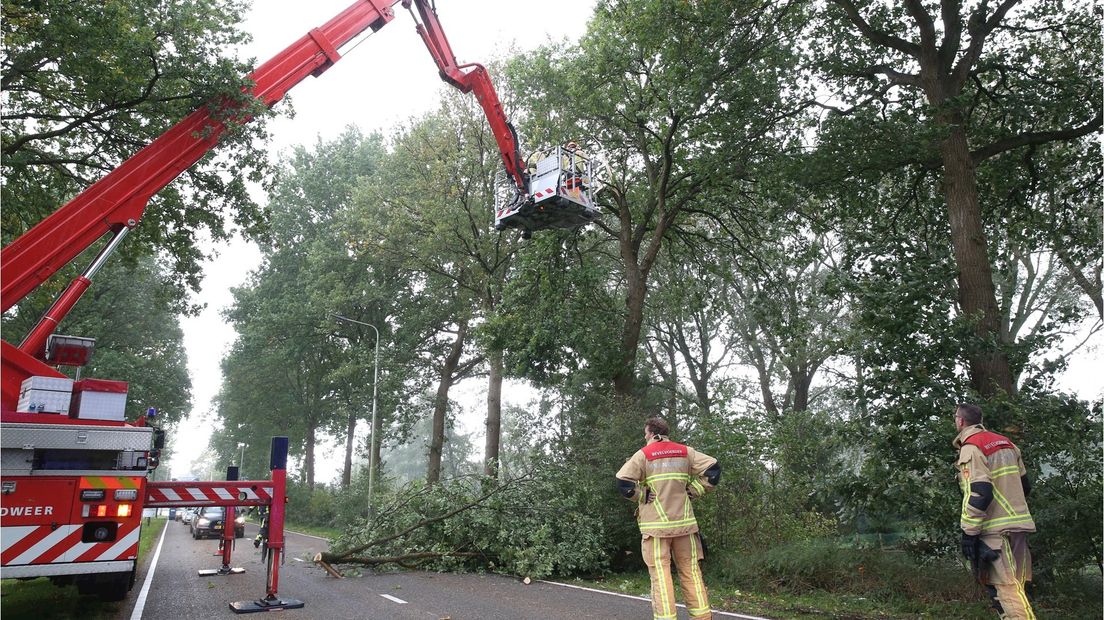 Boom geruimd in Vriezenveen