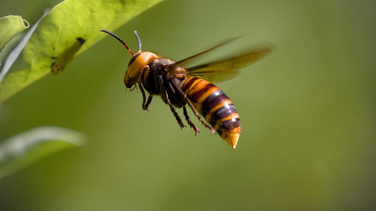 Dit is waarom je voor de Aziatische hoornaar niet hoeft te vrezen