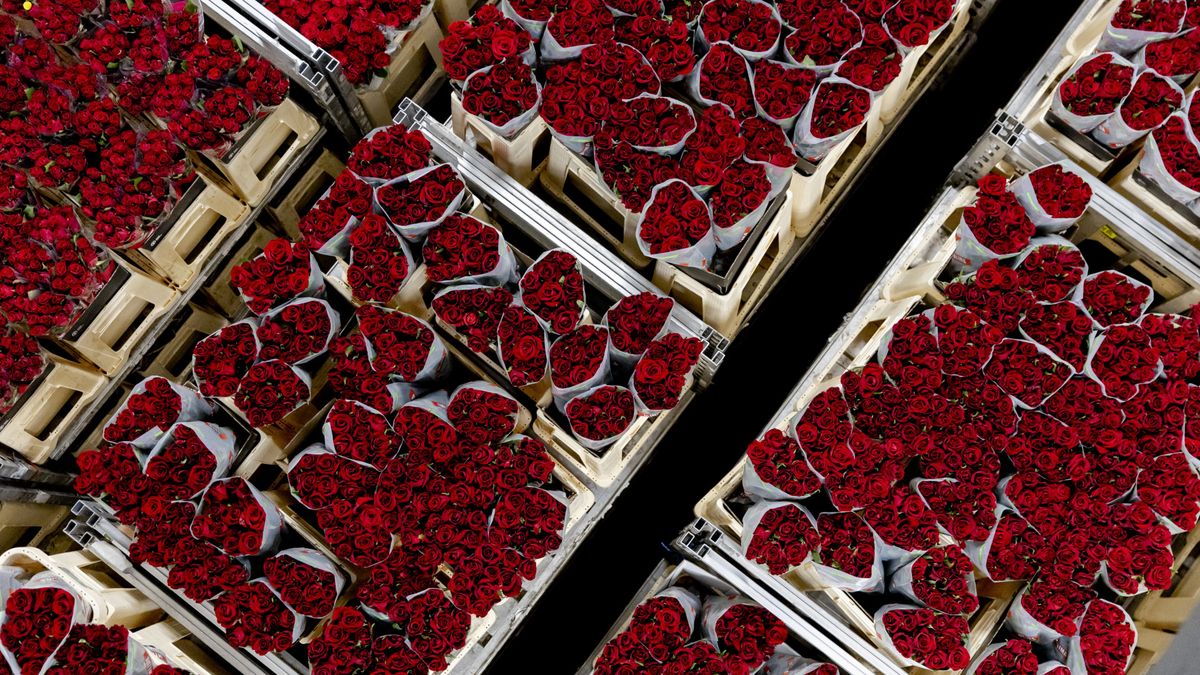 Bloemenhandel heeft last van oorlog Midden-Oosten: 'Rekening van 9000 euro'