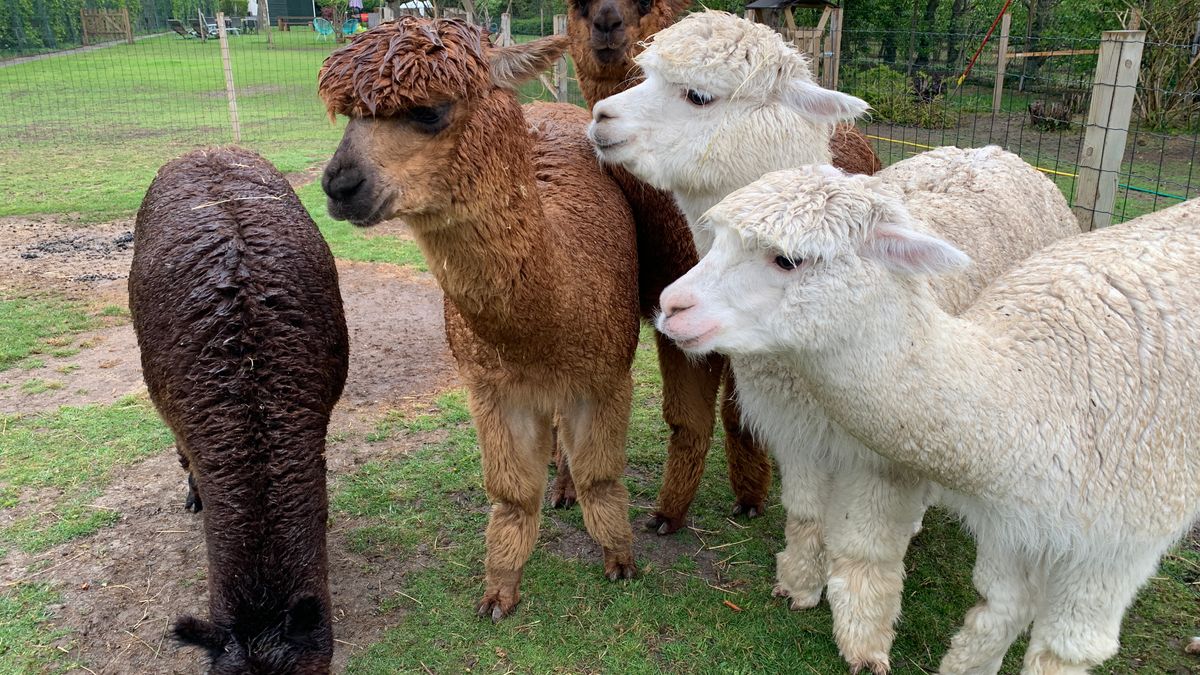 Spanning in Westmaas loopt op: alpaca's op punt van bevallen