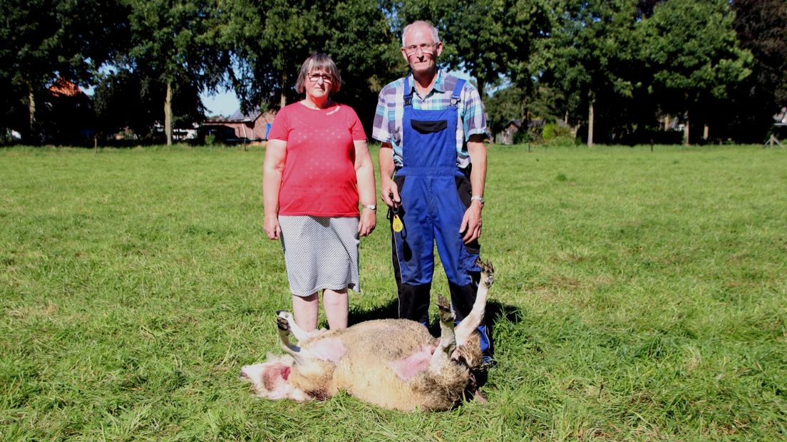 Ria en Willem Schouten bij hun gedode schaap