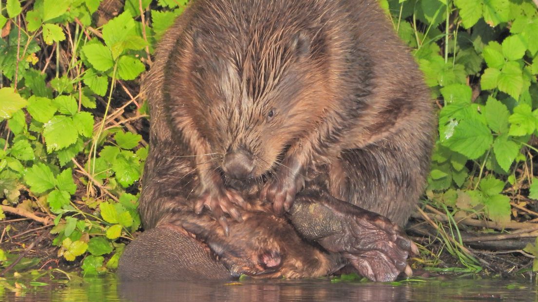 Een bever is zijn vacht aan het verzorgen.