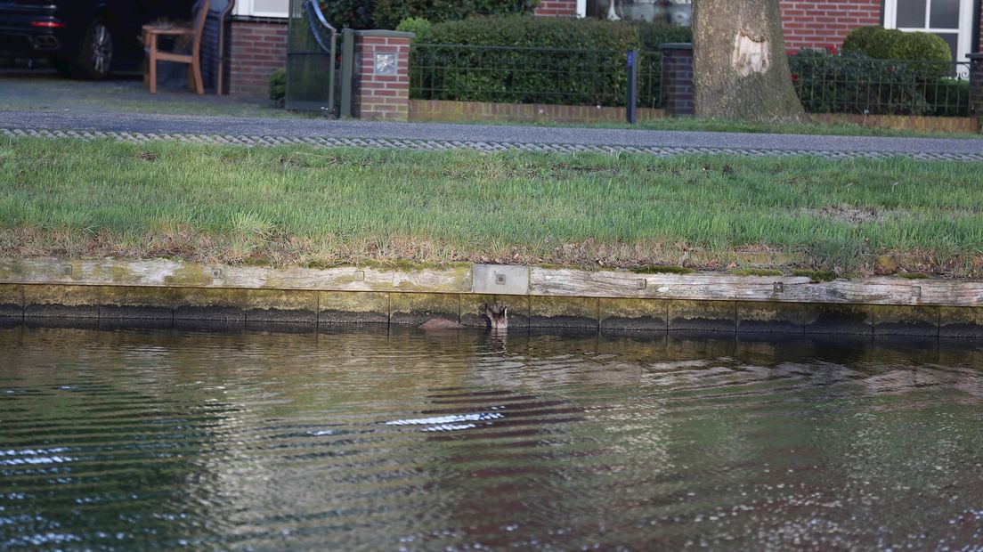 De hulpdiensten redden de ree uit het water