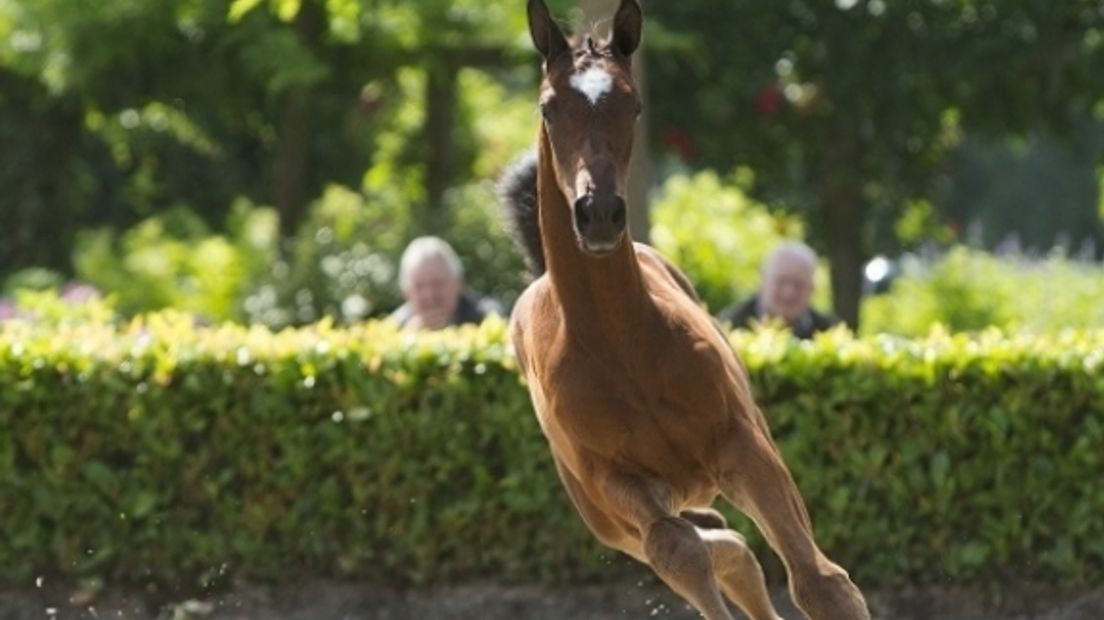 Op de 'Eliteveulenveiling Borculo' in Vragender is woensdagavond Like a Star onder de hamer gegaan. Het is een zoon van de hengst Big Star die met de Engelse ruiter Nick Skelton goud won op de Olympische spelen in Rio. Like a Star is de blikvanger van de veiling die voor de 38ste keer gehouden wordt. En ... met een prijskaartje: maar liefst 24.000 euro!