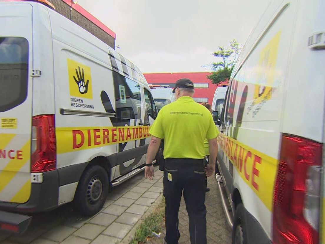 Medewerkers van de dierenambulance na de inbraak