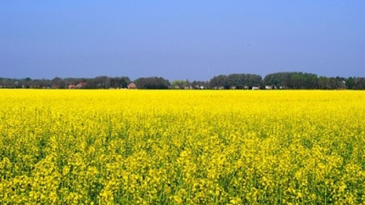Bloeiende koolzaadoogst in Nieuw Beerta