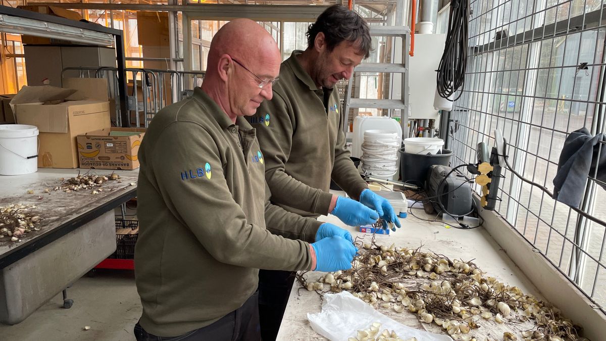 Bollen- en lelieteelt kunnen veel groener, blijkt uit Drentse proef