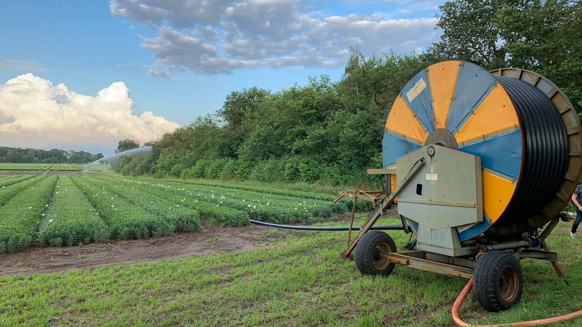 Rechtszaak om waterput lelieteler: is er nou een vergunning nodig of niet?