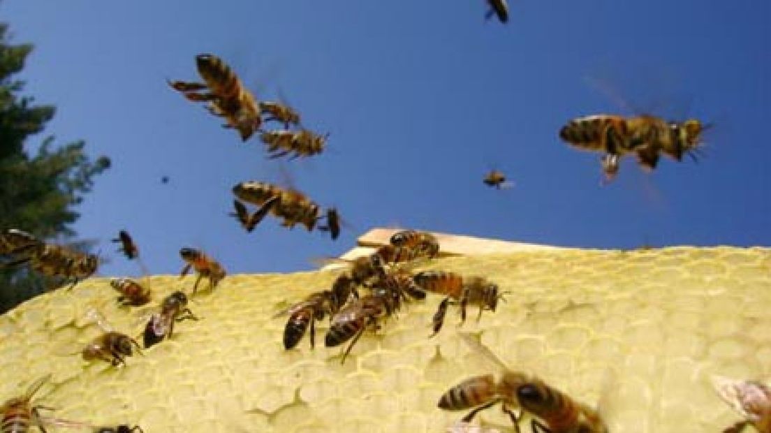 Geldermalsen: plant bijenbosjes