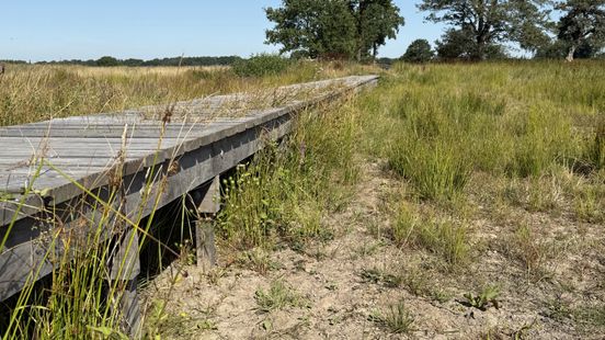 Natuur bij Geelbroek oogt kurkdroog, maar onder de grond stroomt het water door Nieuws