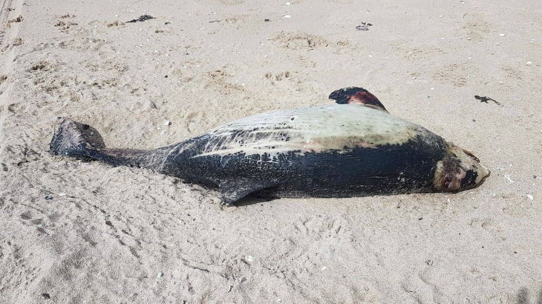 Een dode bruinvis op het strand.