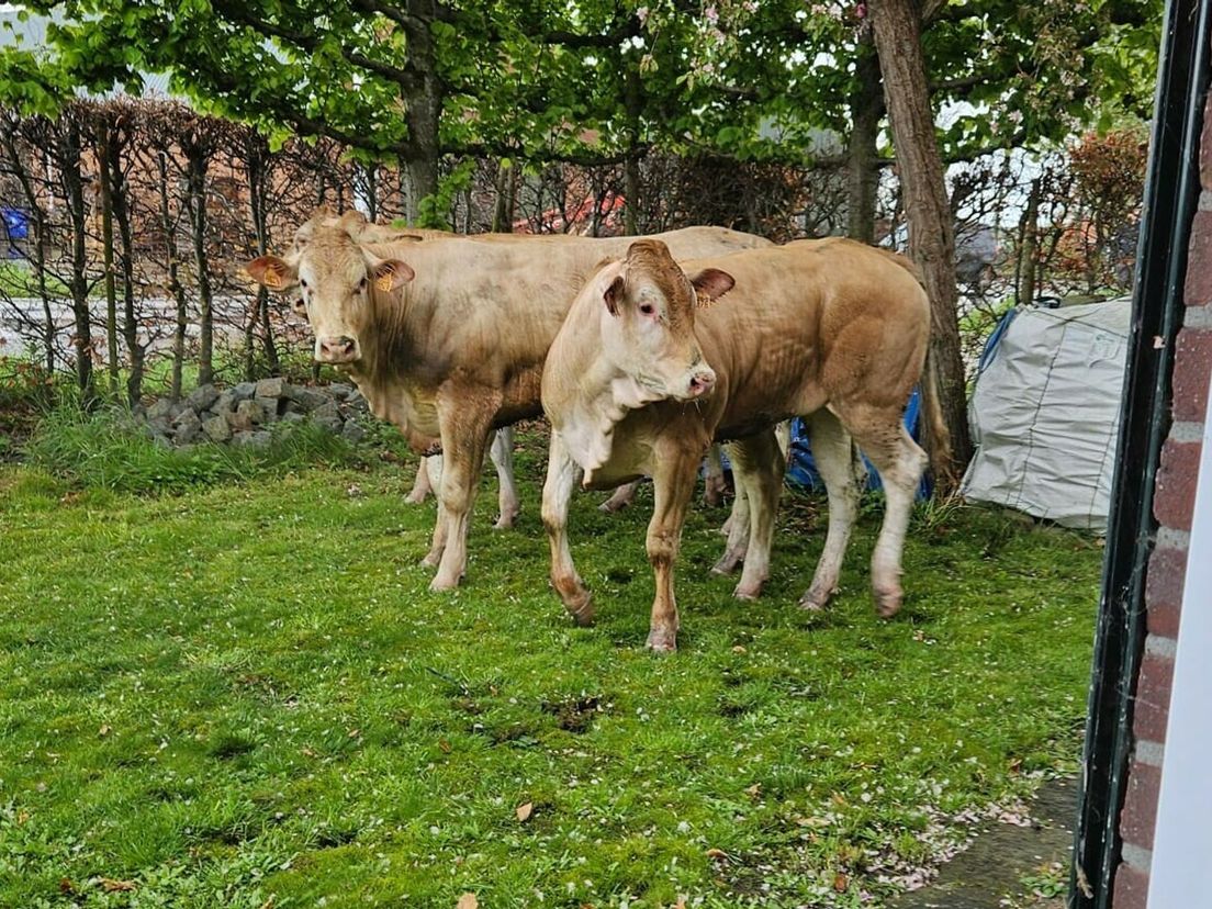 Losgebroken koeien zijn grens overgestoken: Belgische dames al dagen aan de wandel in Zeeuws-Vlaanderen