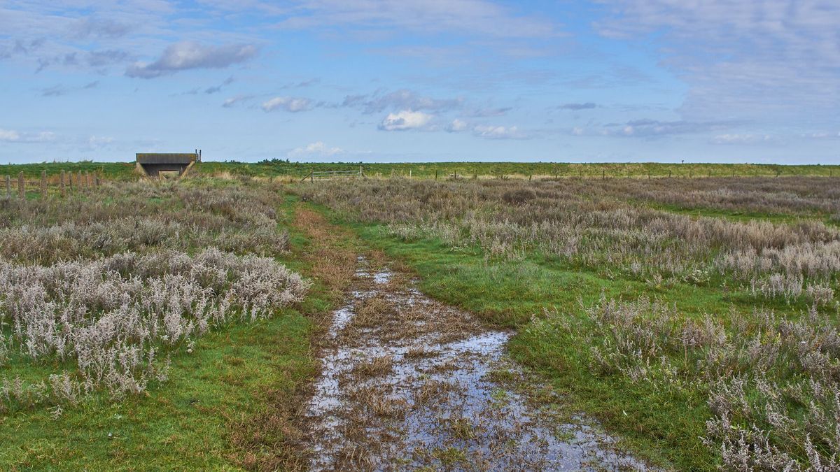 Herstel historische greppels bij Peasens helpt weidevogelkuikens