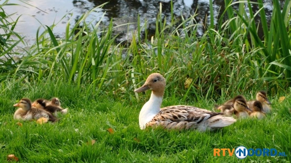 Voorjaarsgevoel in Veendam