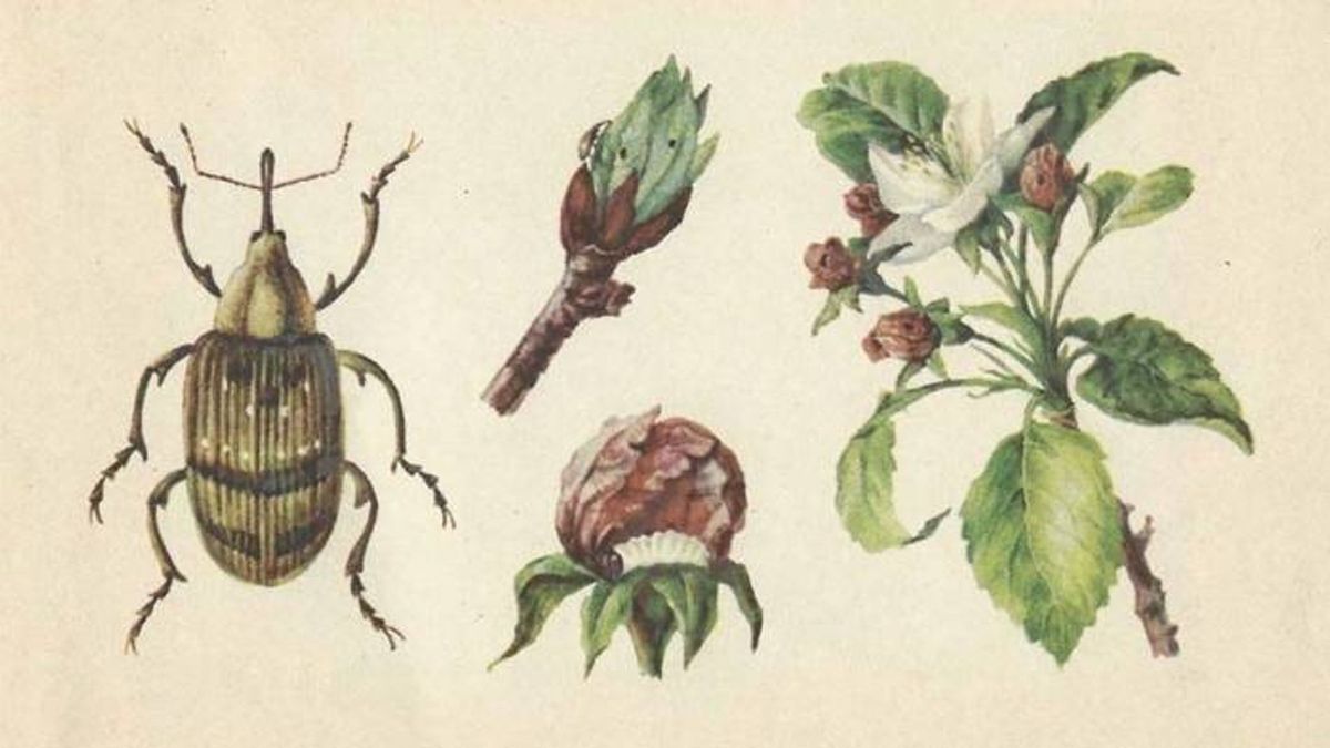 Tóch toelating van middel tegen appelbloesemkevertje, maar: 'Voor veel bomen is het al te laat'