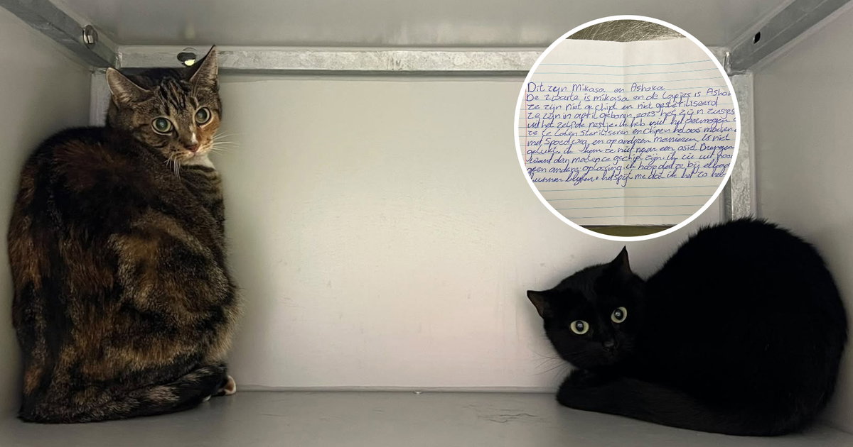 2 poezen in Leusden achtergelaten met briefje van baasje: 'Het spijt me dat ik dit zo heb gedaan'