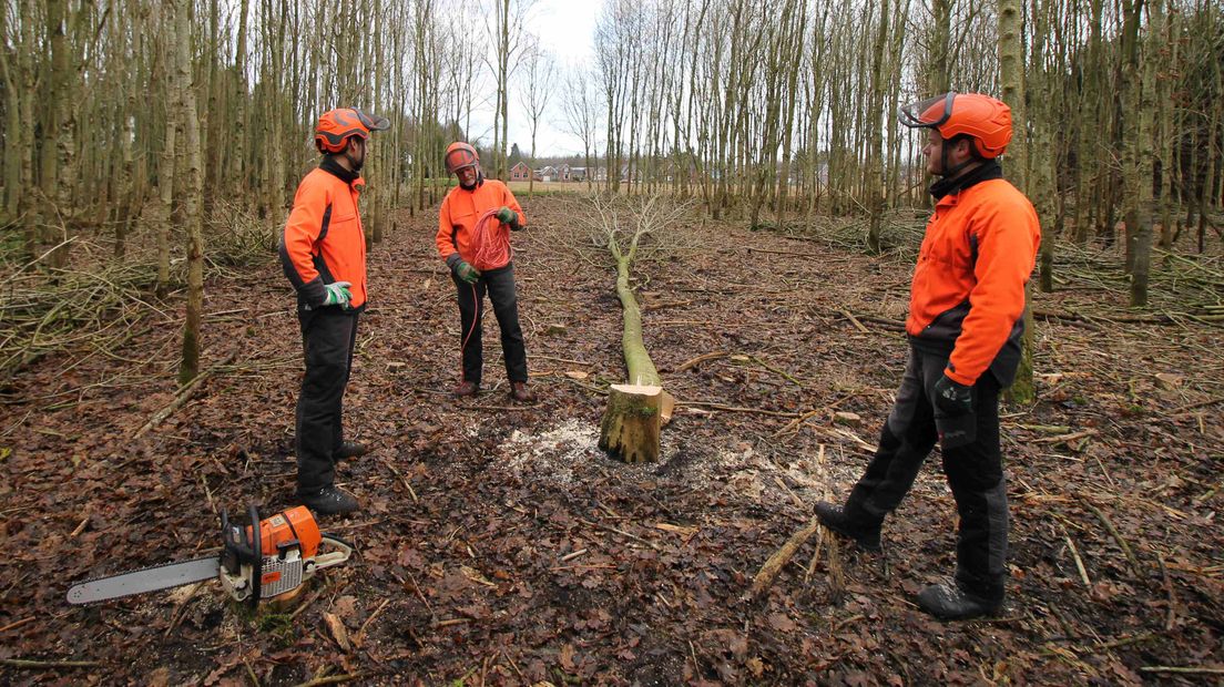 Voordat je zaagt, moet de boom in je hoofd al om liggen (Rechten: RTV Drenthe / Robbert Oosting