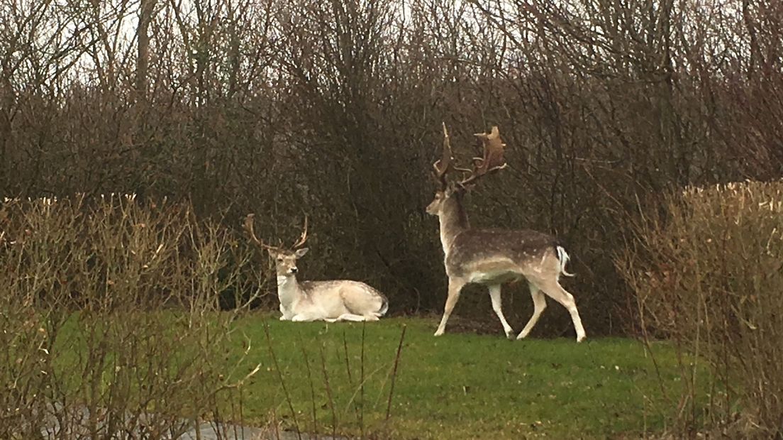 Damherten op bezoek op een camping in Oostkapelle