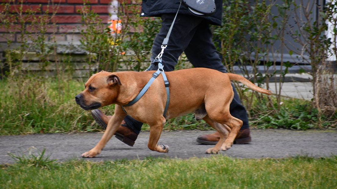 Bijtincident hond Terneuzen