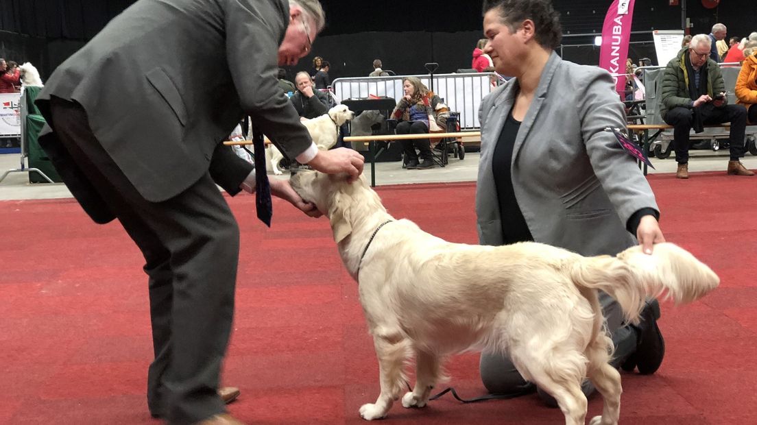 Een hondenkeuring tijdens de Martini Dogshow.