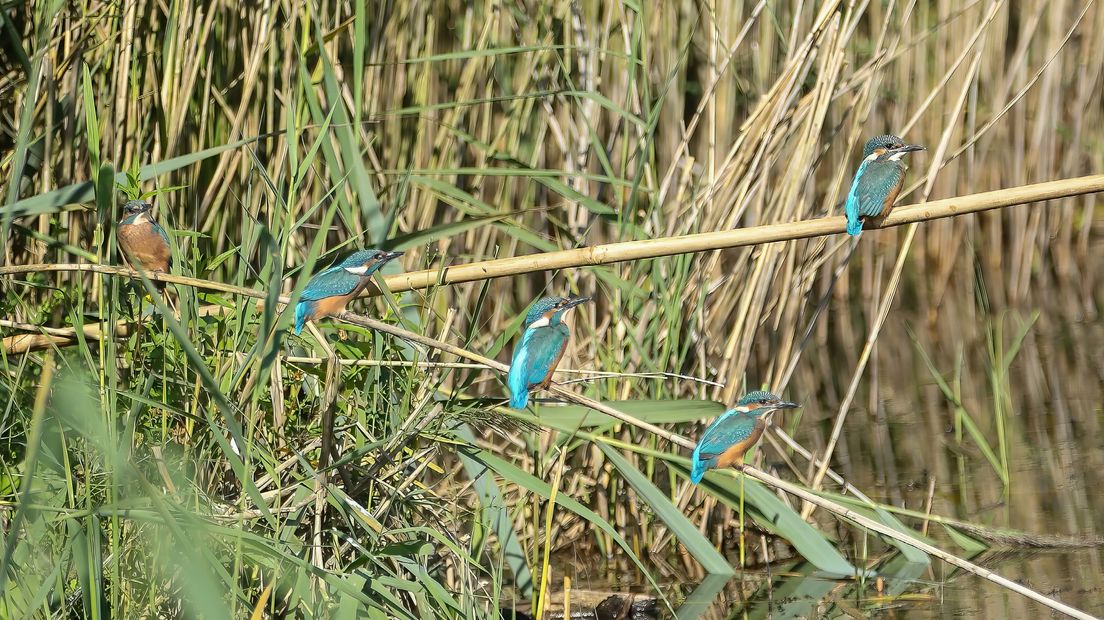Jonge ijsvogels bij de nestpijp