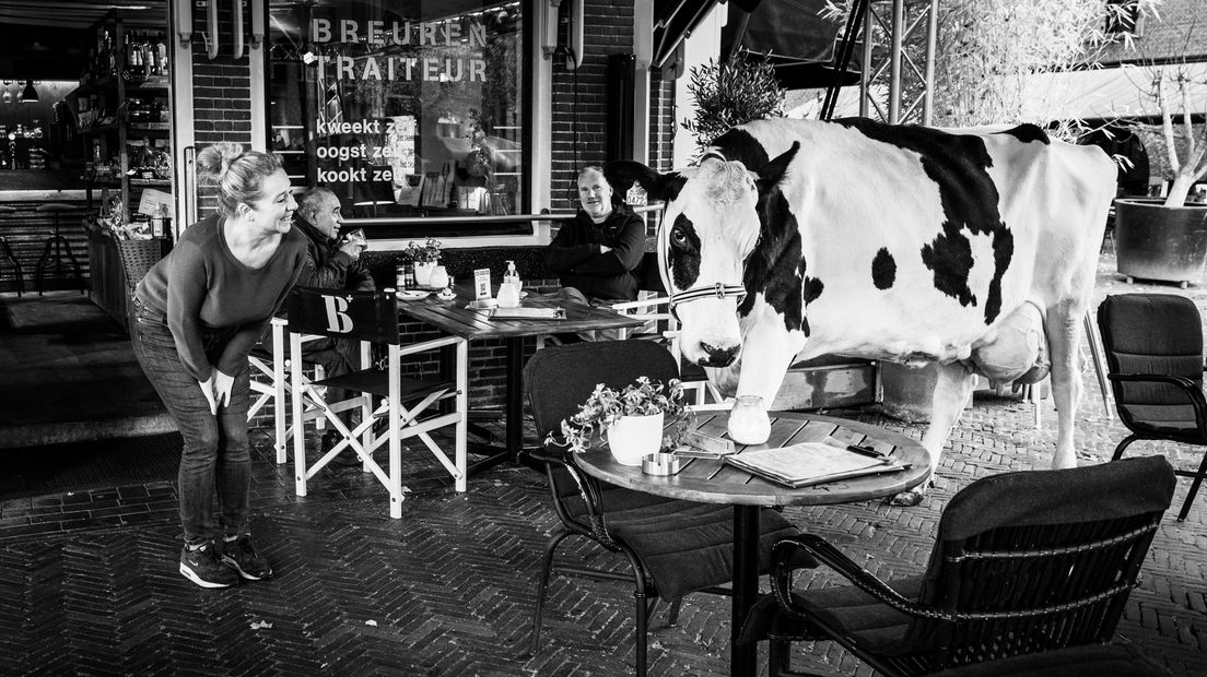 Koe aan de wandel in het centrum van Woerden.