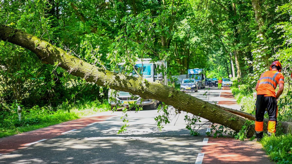 Motorrijder ziet boom omver vallen en belt de hulpdiensten
