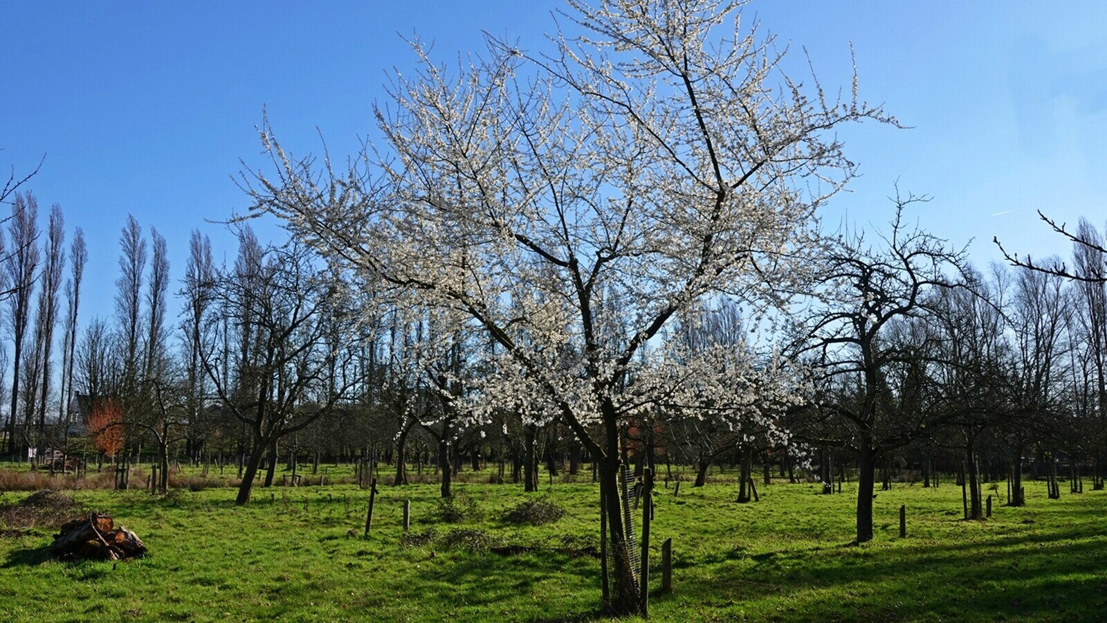 Opnieuw warmste dag ooit gemeten: dagrecord Wilhelminadorp stijgt met volle drie graden