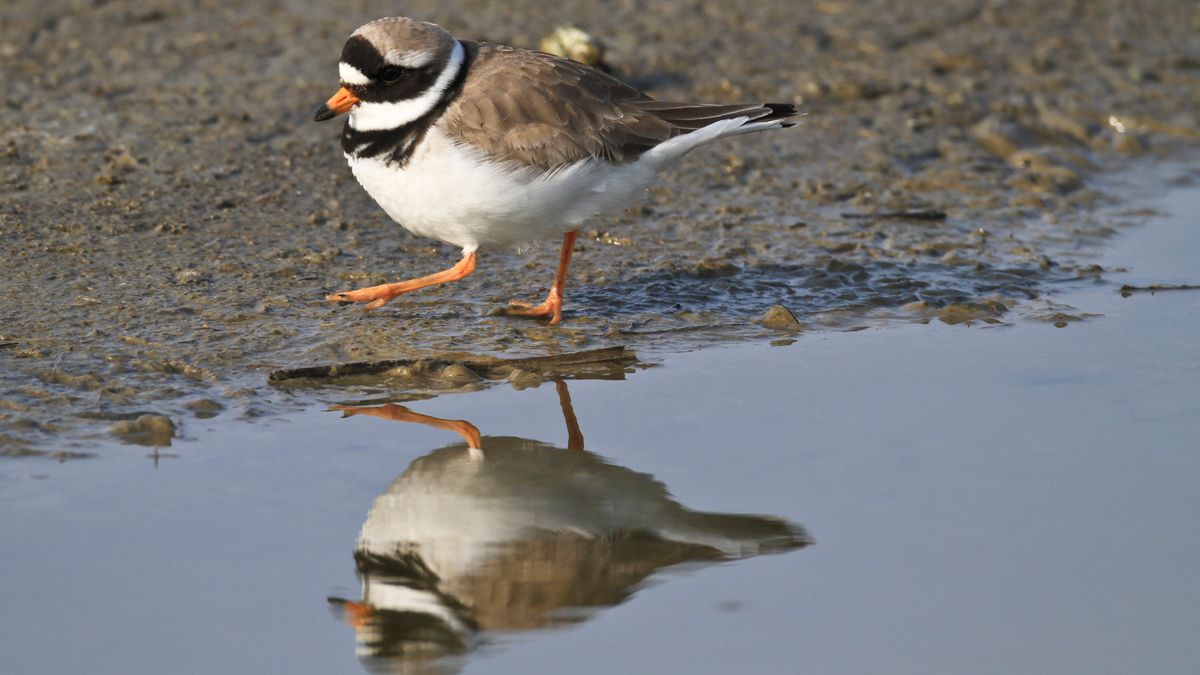 Strandjes langs de Oosterschelde afgesloten om broedende vogels niet te storen