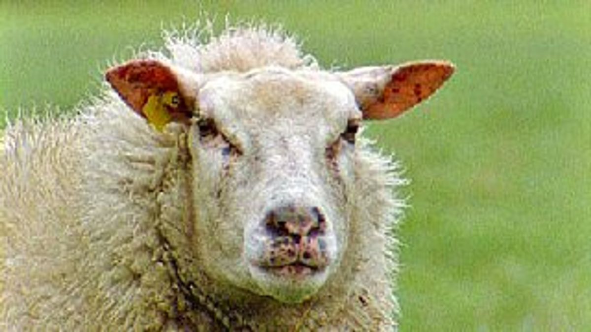 Blauwtong breidt uit in Hijken