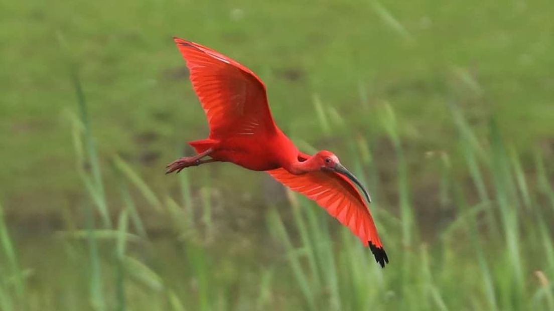 De rode ibis bij Wageningen.
