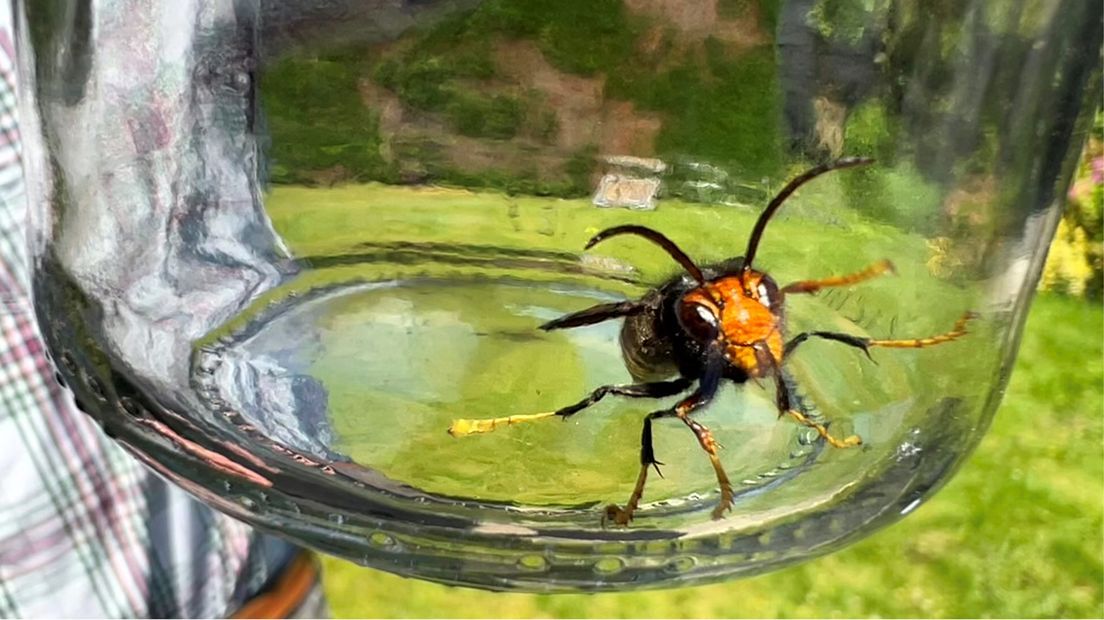 Deze Aziatische hoornaar werd vorig jaar gevangen in Baarn