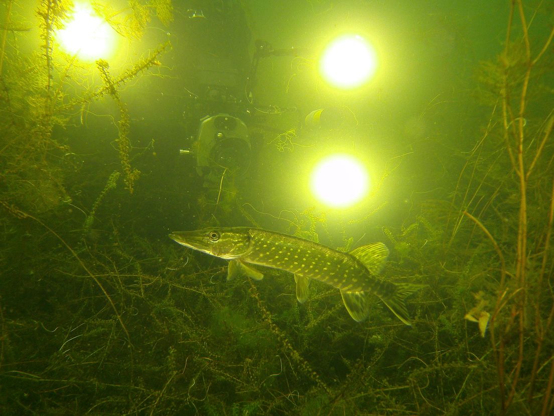 Onder water foto Hans Kortman