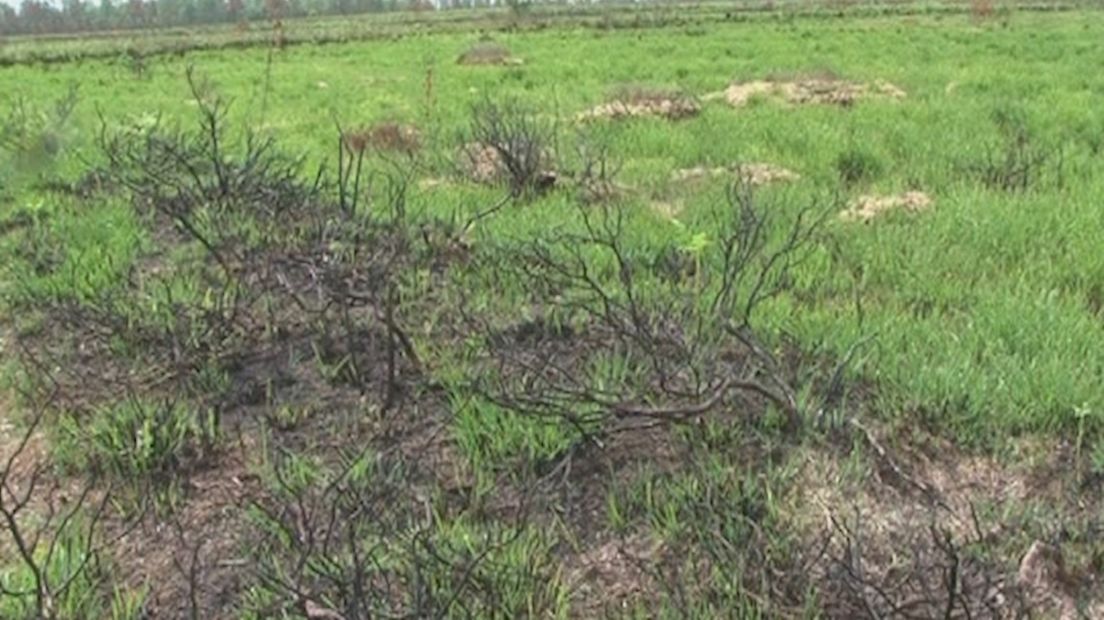 Grote schade Aamsveen