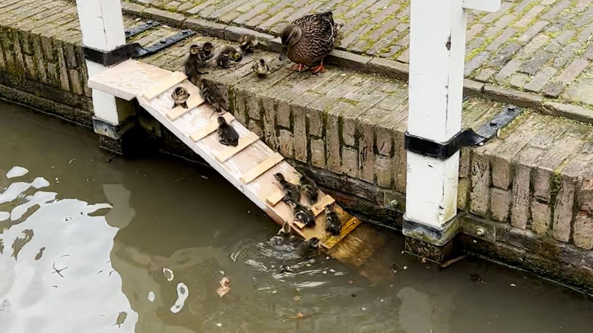 Alle eendjes zwemmen in het water, en in Utrecht kunnen ze er nu ook
