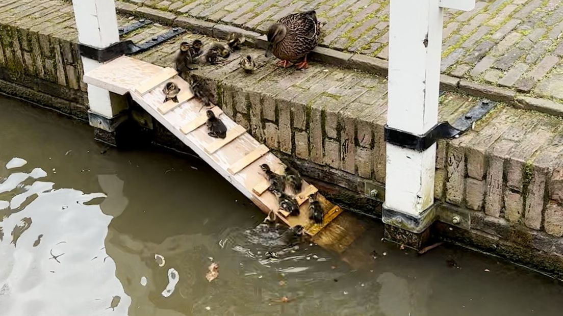 De eerste kleintjes hebben de trappen ontdekt