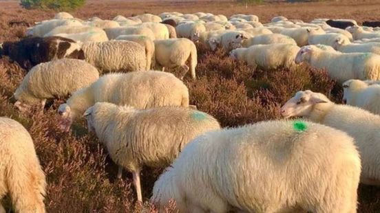 Foto: Schaapskudde in de knel door burenruzie