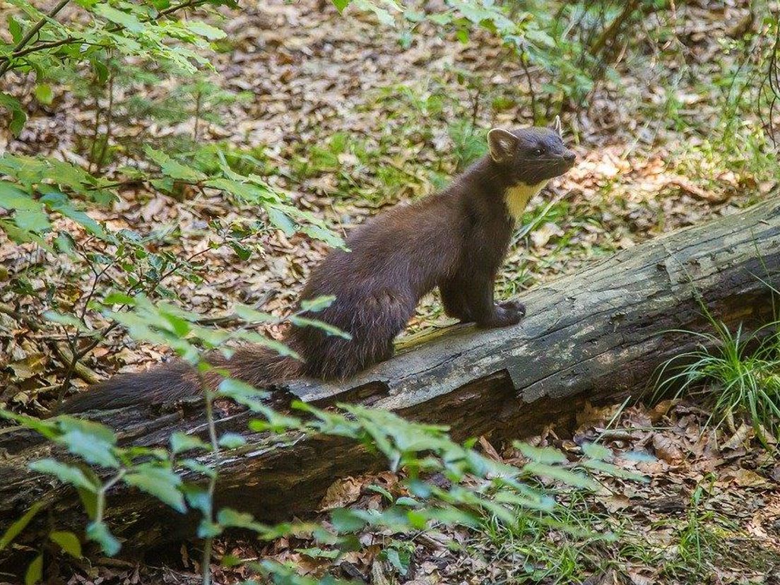 De boommarter is een nieuwkomer in de Hoeksche Waard