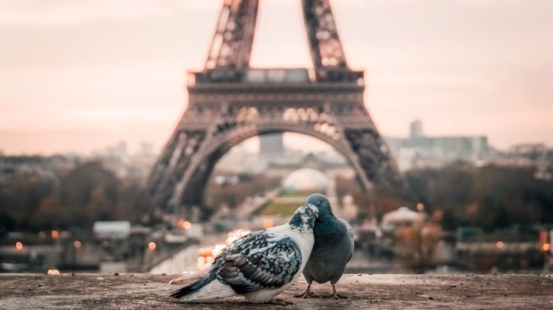 De man ging voor een romantisch uitje naar Parijs (Rechten: StockSnap via Pixabay)