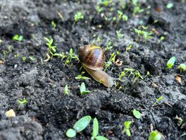 Last van slakken in de tuin? Dit zijn zes manieren om ervan af te komen