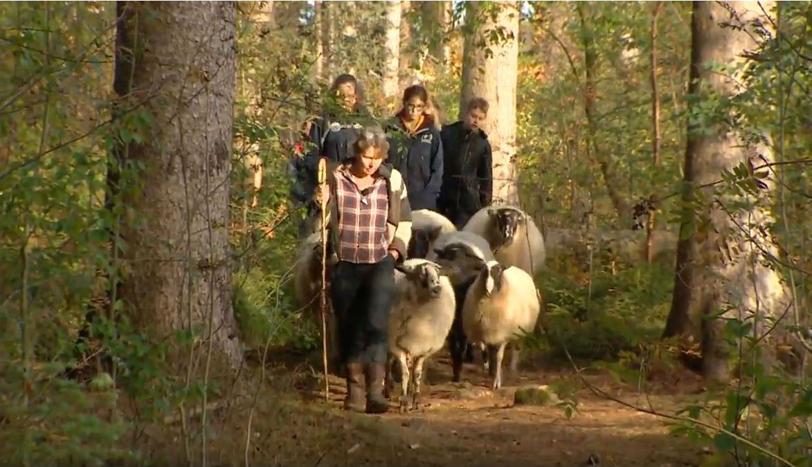 'Schapen zijn net zo slim als honden' - RTV Drenthe